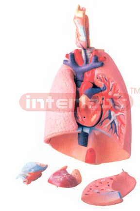 HUMAN LUNGS WITH HEART AND LARYNX